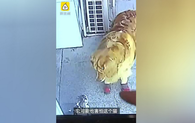 哈尔滨遛狗老人被高空坠猫砸晕,金毛直接拦下“肇事”猫