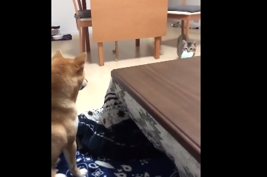 主人训练柴犬捡玩具,结果猫咪玩的不亦乐乎,狗狗则一脸茫然