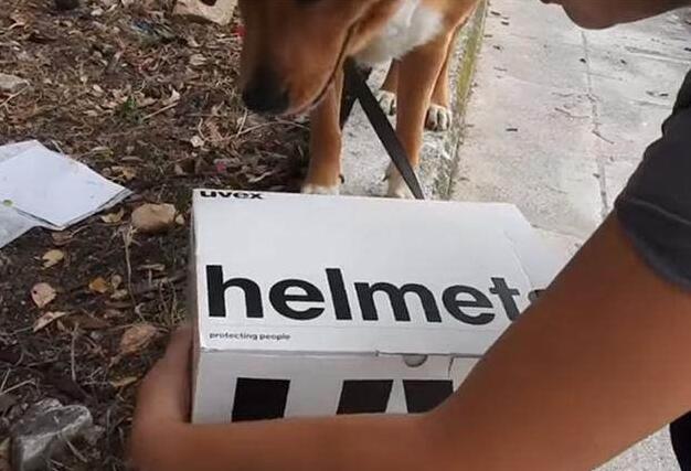 狗狗照顾新生奶猫,紧张到僵硬,直到被小爪子抱住了舌头!