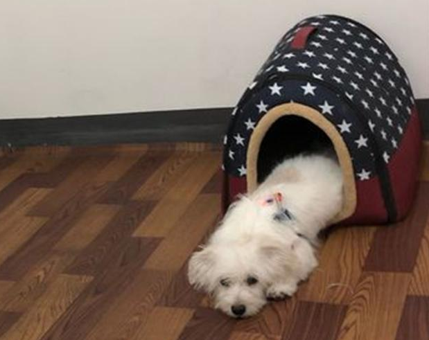 流浪犬在店外冷得一脸懵逼,女生给买一些吃的后,狗狗竟积极求收容