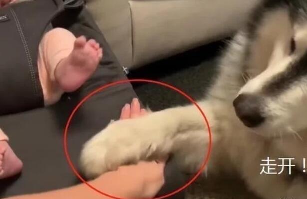 女主人告诉大狗狗,小宝宝是它们的妹妹,没想到不让人碰了