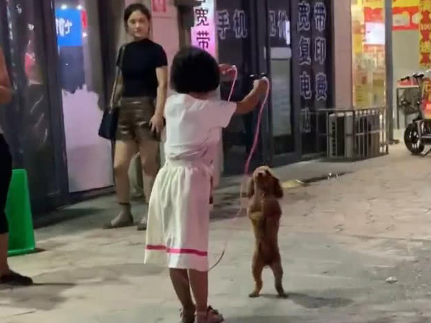 泰迪像人相同立在小姑娘眼前，接下去的界面令人愣住，网民：狗精