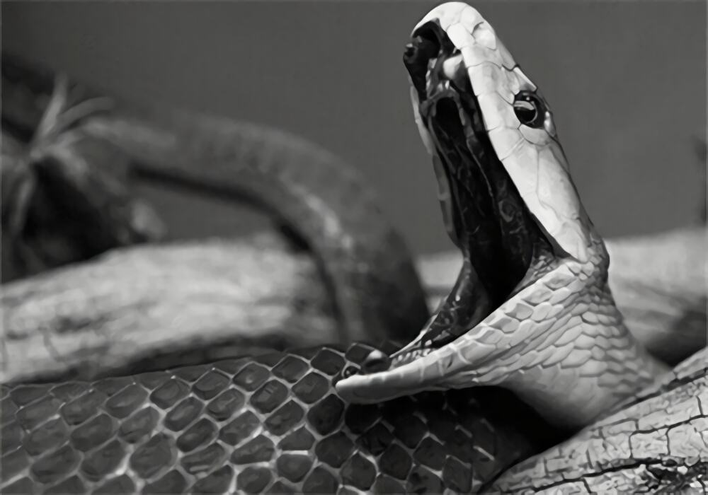 黑曼巴蛇身份信息