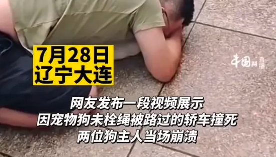 宠物狗未栓绳被车撞死,女主人当场晕倒,男主人跪地用头撞车