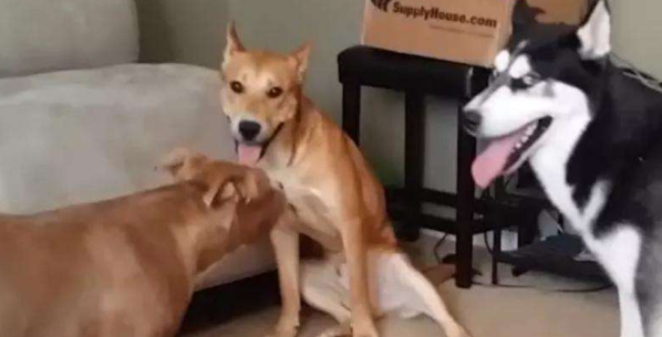 比特犬把哈士奇摁在街边暴揍，警员用电击棍都不起作用，摄像镜头纪录整个过程