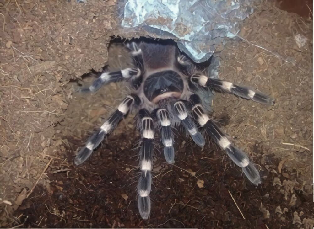 巴西白膝头身份信息