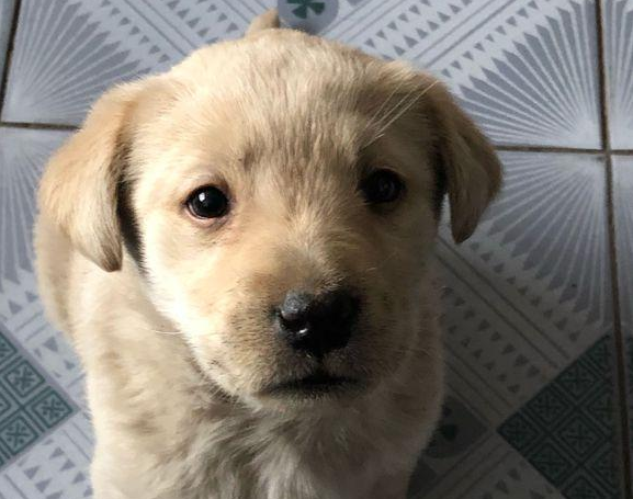 流浪小奶狗被主人丢在小吃街，女生以往后，小家伙积极挥手求收容