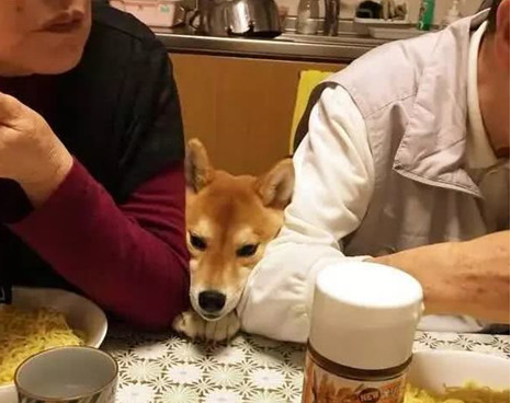 主人带狗狗出门聚会,以便桌子的饭食,即使脸形变了狗狗也罢拼
