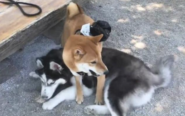 哈士奇住宅小区很是猖狂,直至道上遇到“高加索犬”,接下去一幕脸丢变大