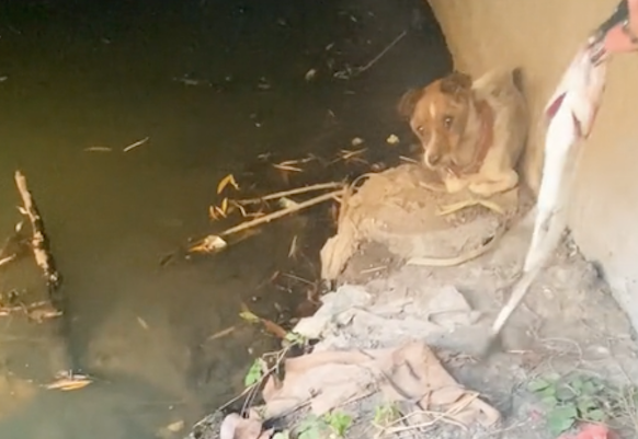 桥洞下发现流浪狗,胆小的差点跳河,男生坚持喂3天终被信任