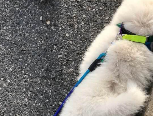 网友求助:都说萨摩耶犬是撒手没,为什么我家的是撒不开手?