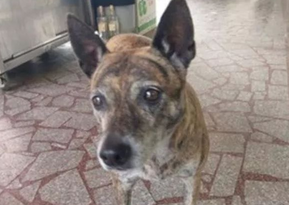 忠心虎斑犬被遗弃四年,从未离开过原地,被领养也不忘旧主人