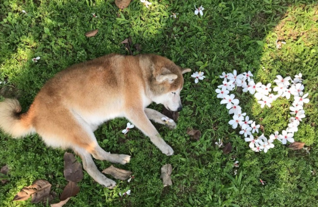 17岁失智老柴犬跑不动,醒来看不到主人家忧伤落泪,网民:心碎了