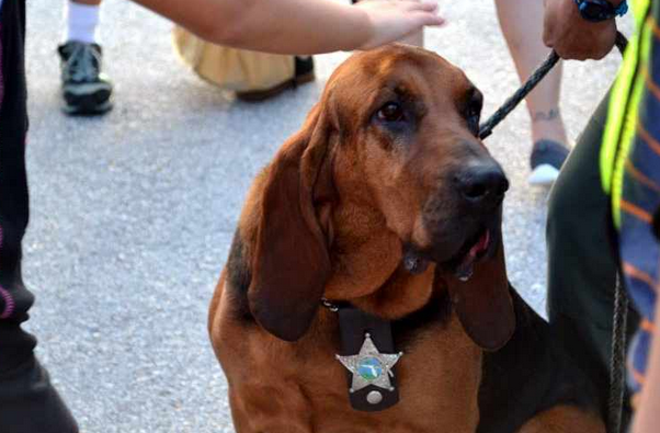 心痛!从事追踪失踪儿童和痴呆患者的猎犬被癌症夺去生命