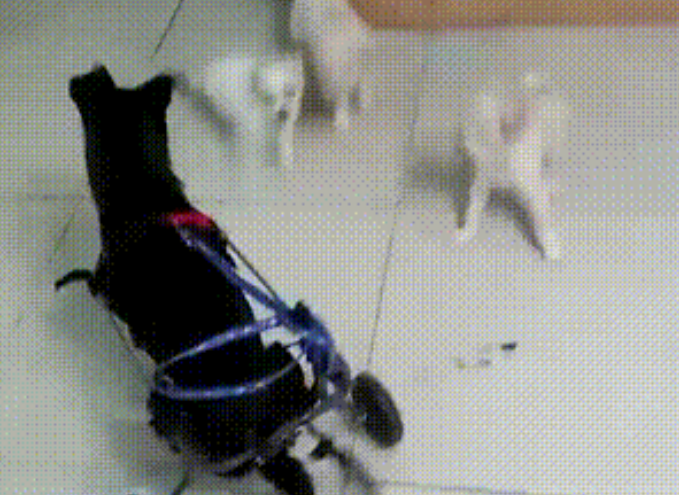 紧急求助!三百只流浪猫狗已经断粮,一起帮帮它们吧!