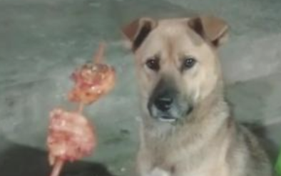 田园犬爱吃火锅串串,妈妈不点头,狗狗只有闻着淌口水!