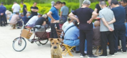 整治不文明养犬行为仍需加力