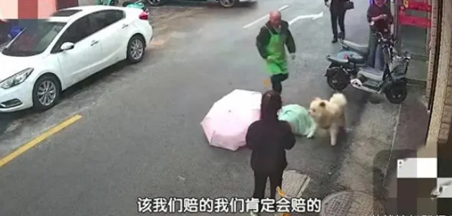 一向乖巧的宠物狗,被一女子逗发性情,后果不堪