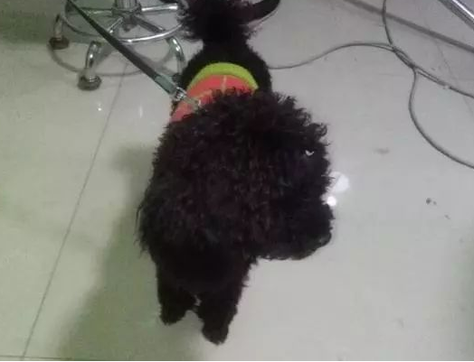 假如每只走丢的狗狗,都碰到这类人该有多好。