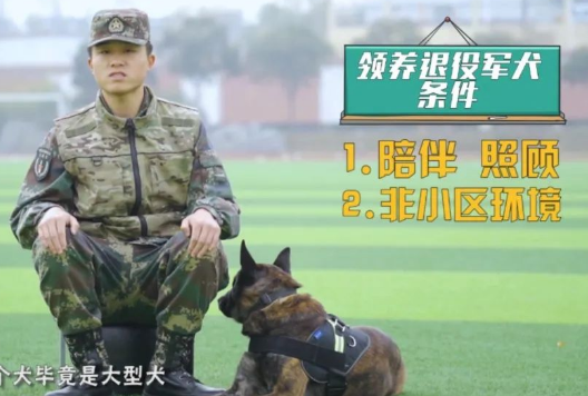 “二哈”到底能不能做军犬?收下这份军犬最全知识贴!一级军士长教你养犬!