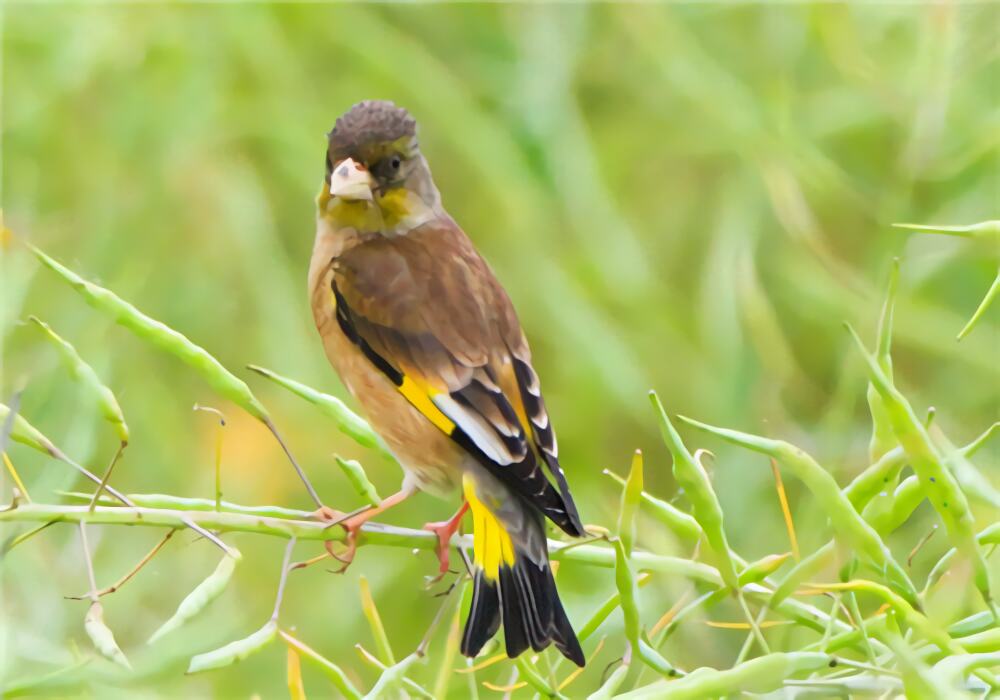 金翅雀身份信息