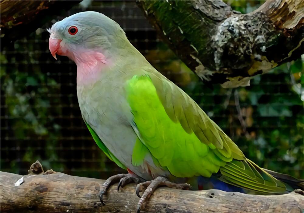 公主鹦鹉身份信息