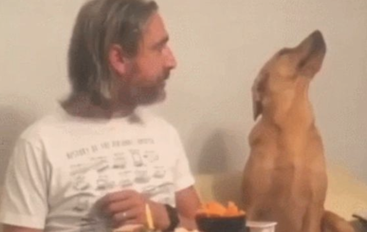 狗狗盯着食材看,当主人看它时,它却傲骄的转过头去假装不在乎!
