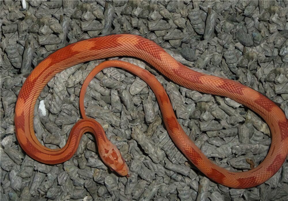 玉米蛇身份信息