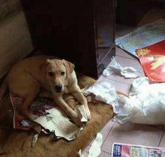 养了拉布拉多犬之后,生活开始发生巨变,再也不敢养了!
