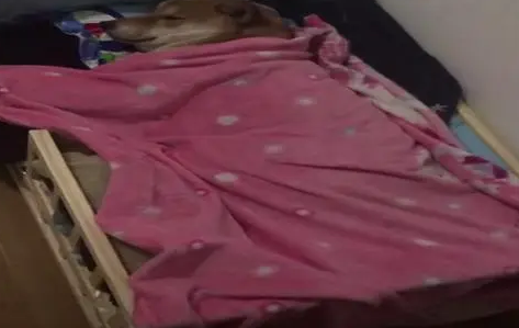 网友给柴犬买了一张小床,狗狗每天准时上床睡觉,可爱的像个孩子