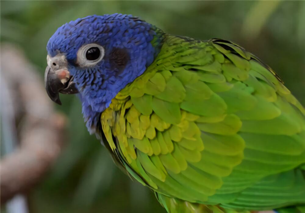 蓝头鹦哥身份信息