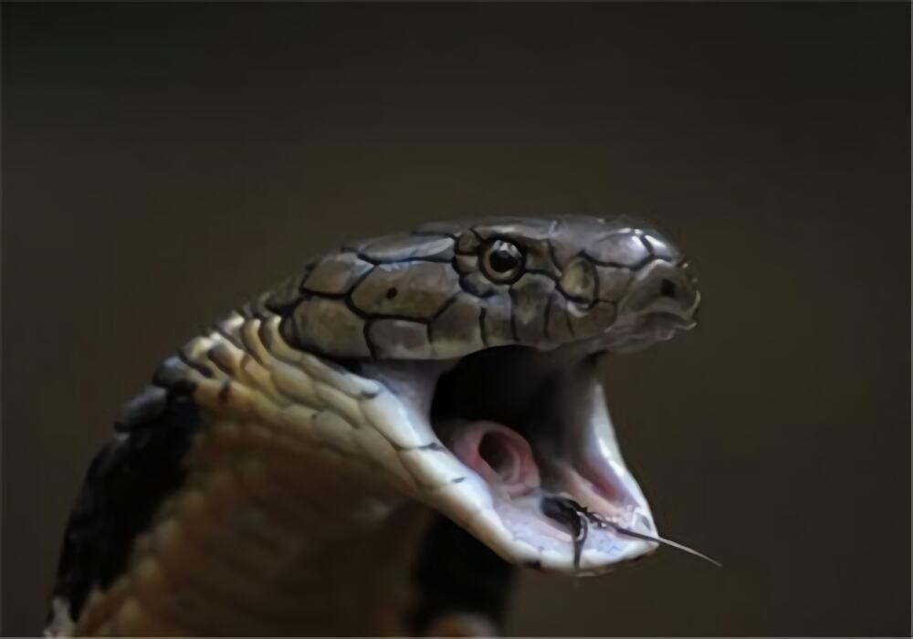 帝皇眼镜蛇王身份信息