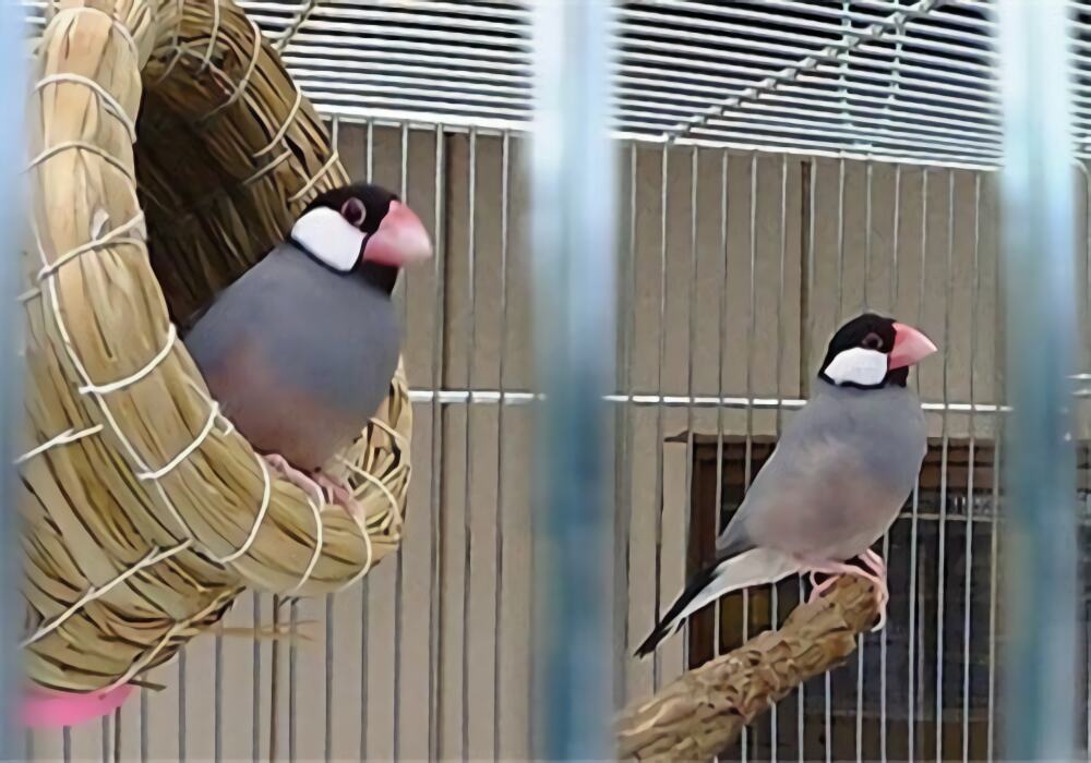 灰文鸟身份信息