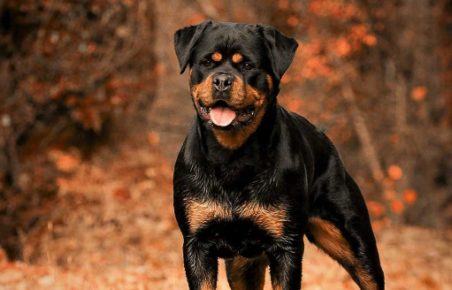 依法养犬,文明养犬,从你我做起!