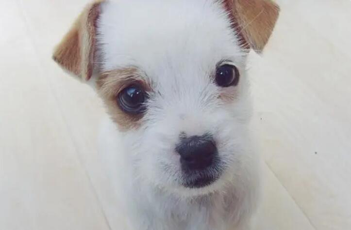 田园犬的逆袭,周游世界,高级餐厅吃饭,我第一次羡慕一只狗