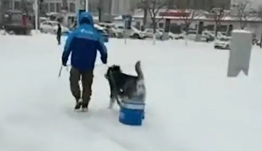被迫营业!外卖小哥让狗狗雪地里拉外卖箱,网友:狗粮得靠自己赚