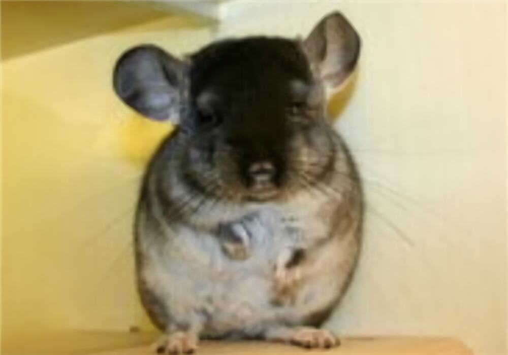 丝绒黑龙猫身份信息