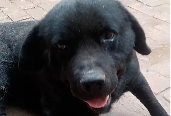退役警犬沦为乡下看门狗,被虐待至瘫痪后,主人说:我不要了...