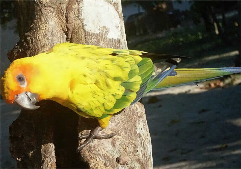 珍达锥尾鹦鹉身份信息