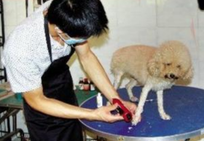 狗狗意外猝死 原因竟然是害怕被剃毛