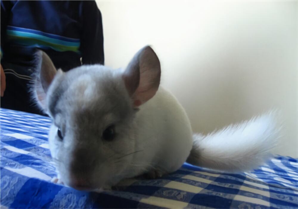 金斑龙猫身份信息