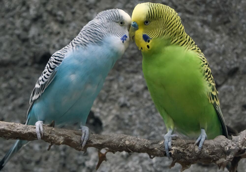 虎皮鹦鹉身份信息