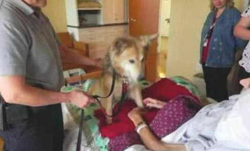 老人临死前见到小狗最后一面,狗狗的行为,让大伙儿打动
