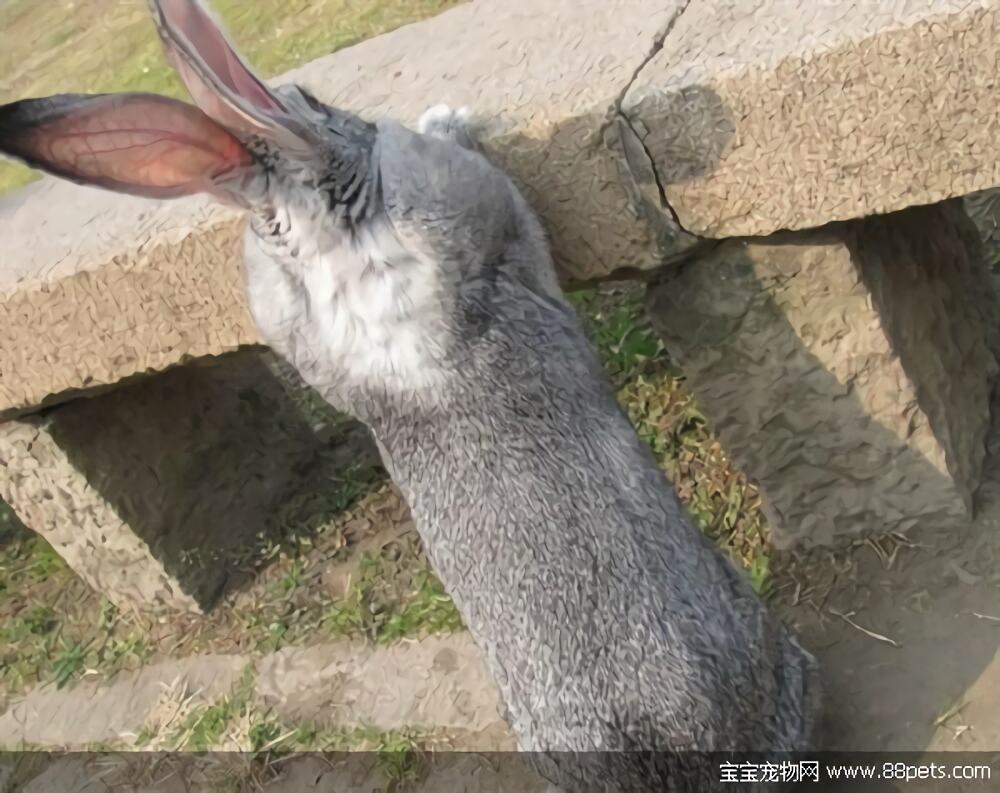 金吉拉兔身份信息