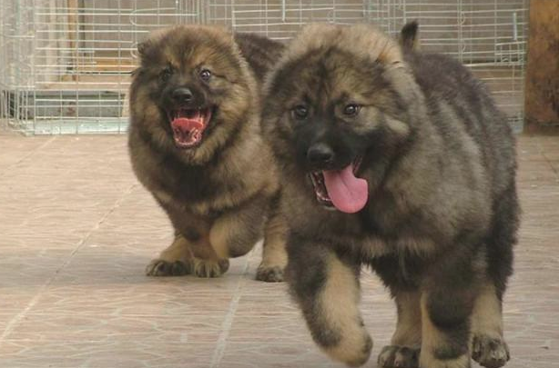 称为“犬中之王”的狗,体型是世界上最大,藏獒也打但是它!