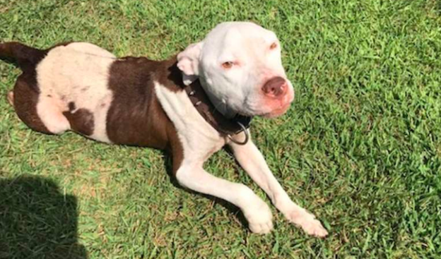 网民收留狗几个月，原主人忽然叫来要带它走，狗狗自身作出了挑选