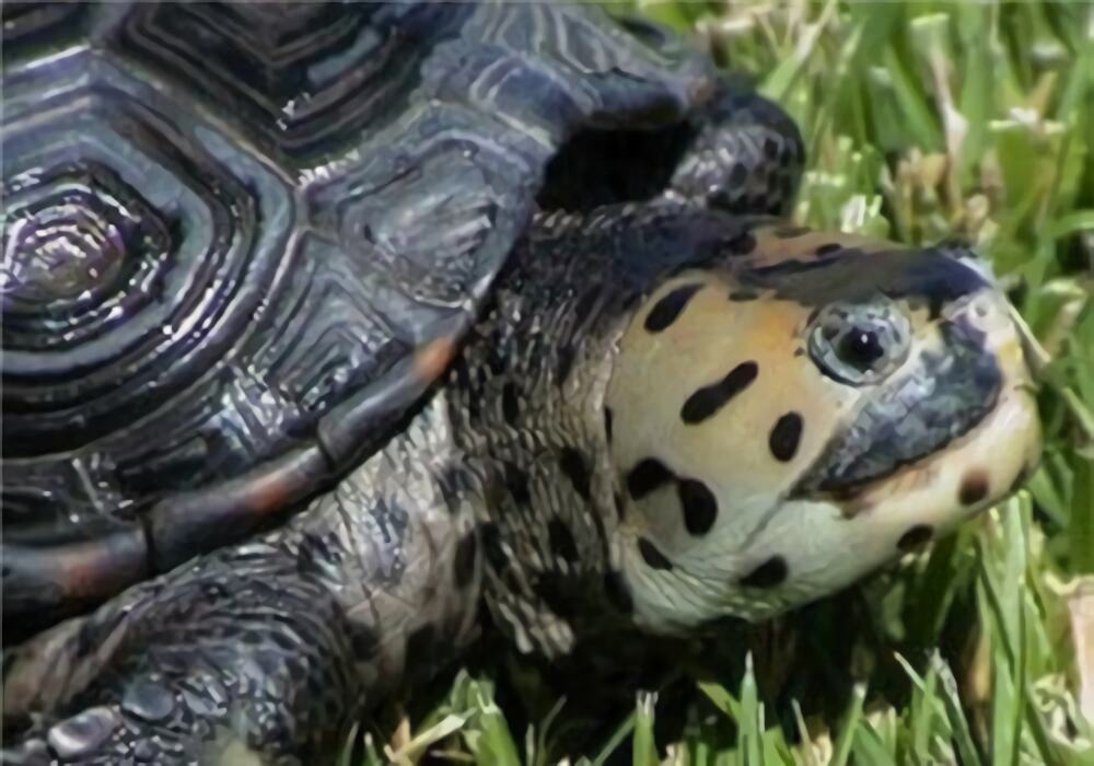 密西西比钻纹龟身份信息