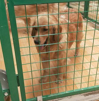 因病主人把养了4年的金毛丢弃,看着主人背影,狗狗表情让人泪奔~