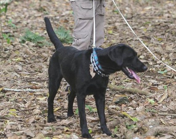 拉布拉多落选服务犬,却变成寻找非洲蜗牛的高手,天生狗才必有用