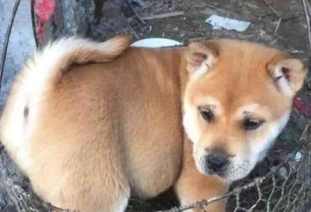 网友捡了一只田园犬,带回家养了两个月之后差点哭了:养不起啊